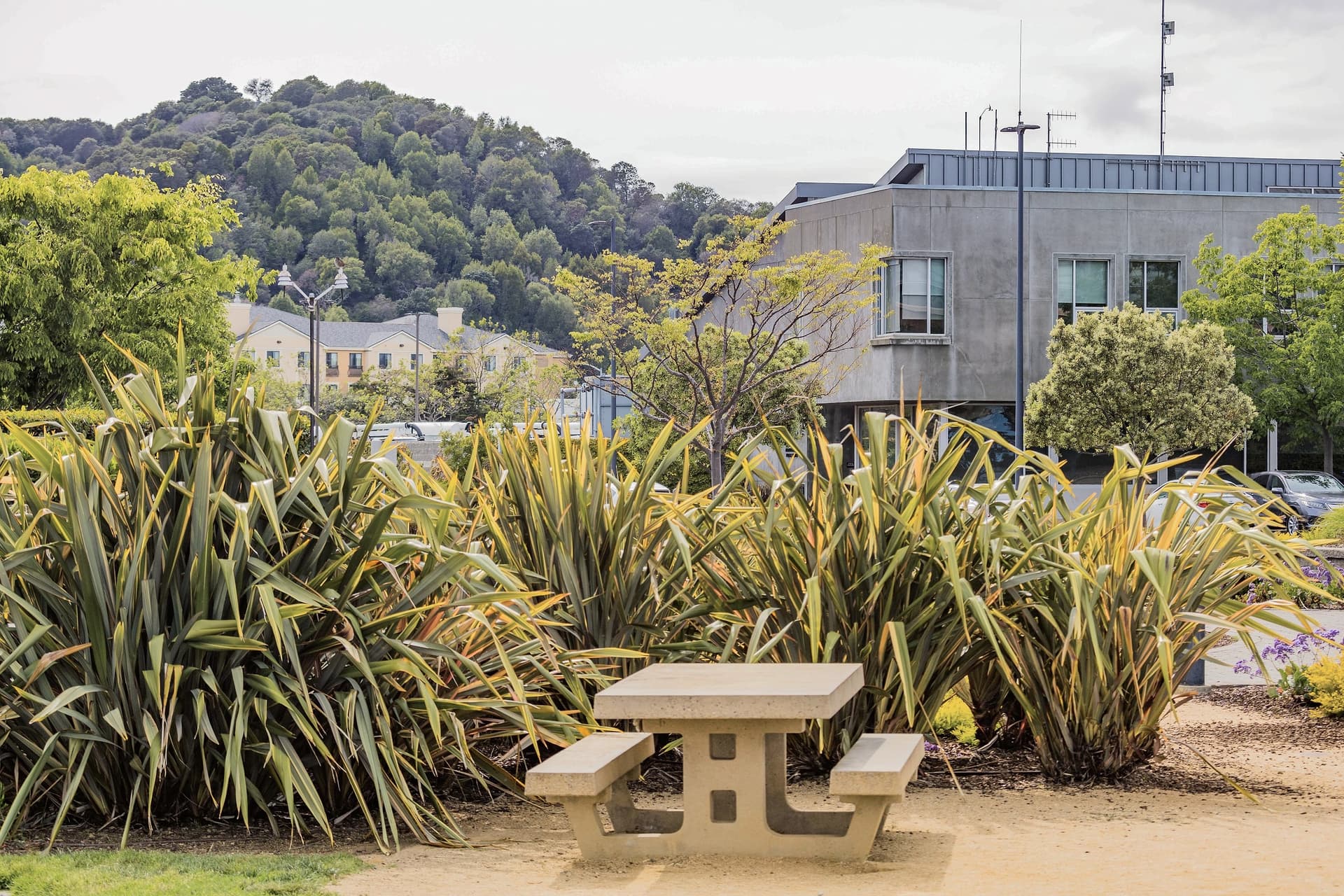 Harakeke and a picnic table in a small town square